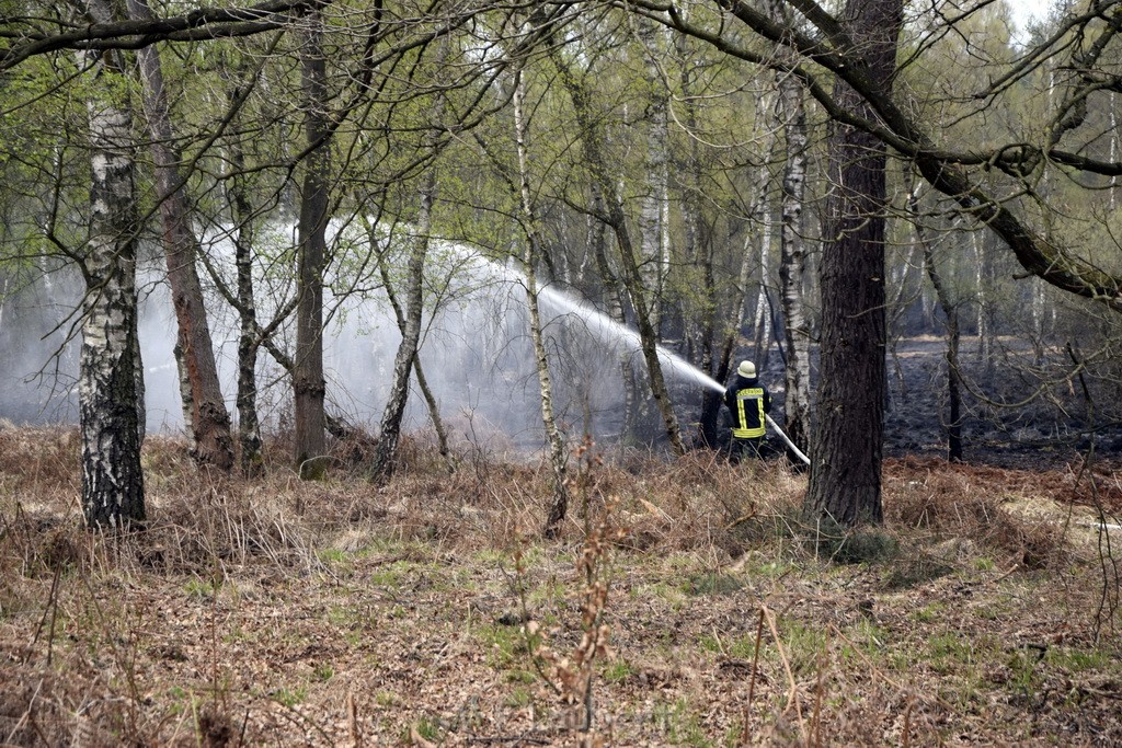 Waldbrand Wahner Heide Troisdorf Eisenweg P104.JPG - Miklos Laubert